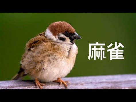 自來鳥入屋